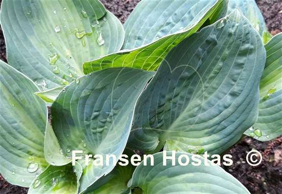 Hosta Chiemsee Glimmer